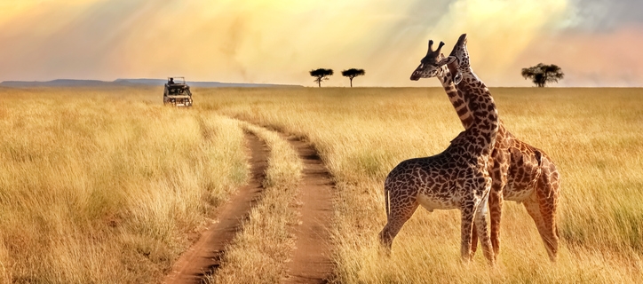 Group of giraffes in the Serengeti National Park on a sunset background with rays of sunlight. African safari.