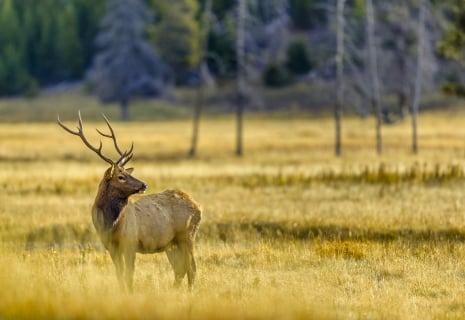 Yellowstone in Autumn Will Thrill You!