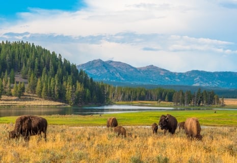 Eat Outdoors: Best Picnic Spots in Yellowstone 2