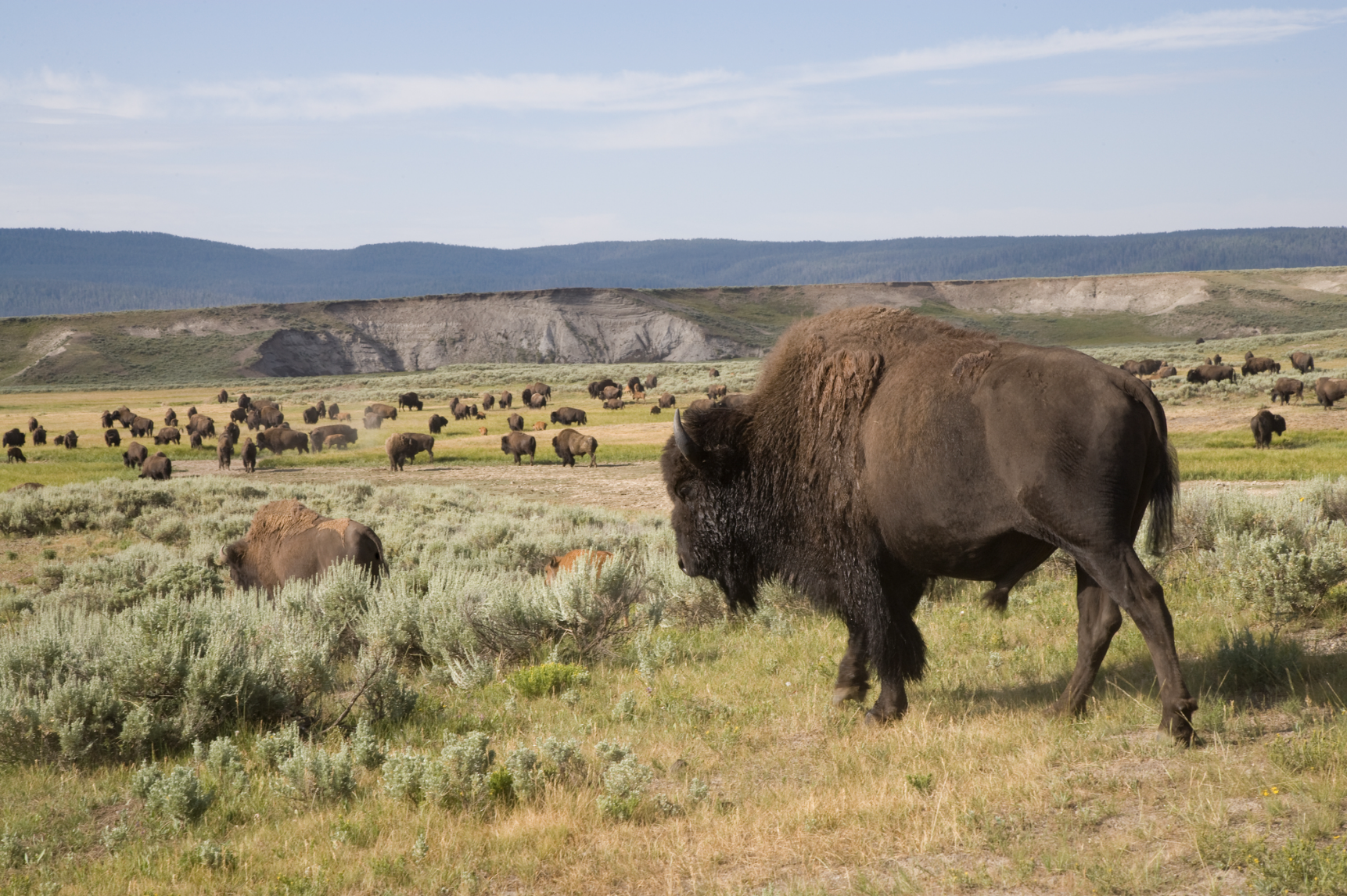 Yellowstone National Park