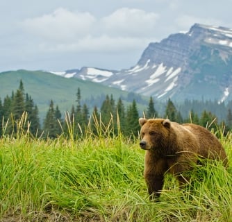 A bear walking through tall grass in Alaska