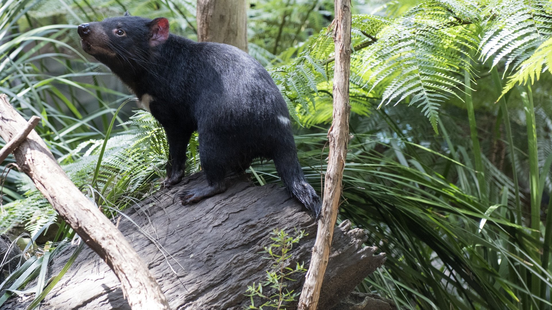 Discoveries Down Under: The Animals and Wildlife of Australia ...