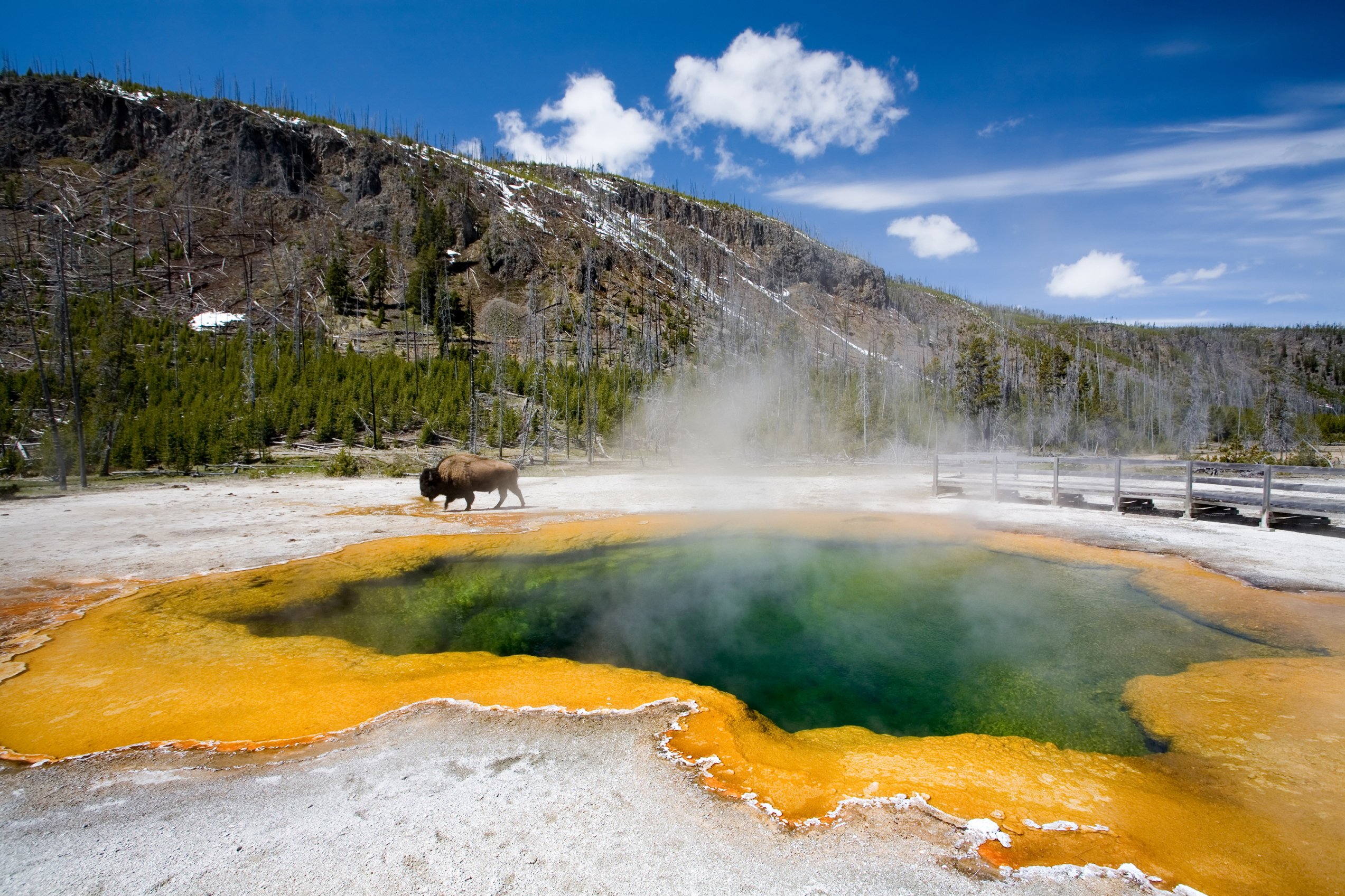 How Yellowstone’s Wildlife Adapts to Winter