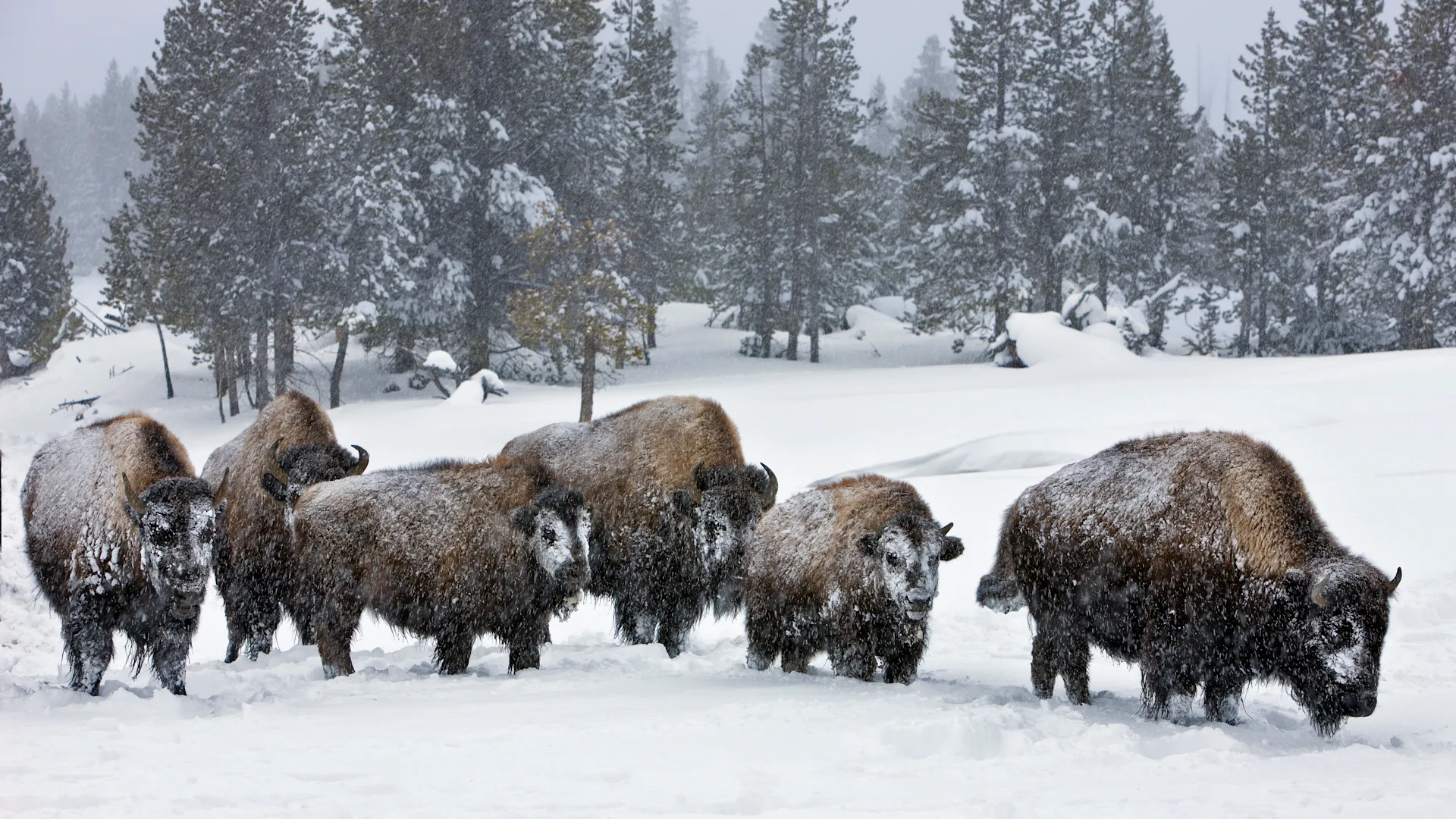 Yellowstone winter bison