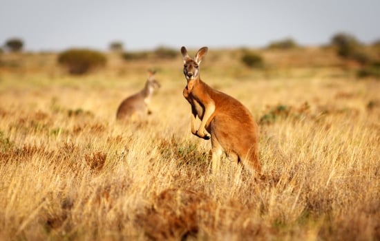 A red kangaroo standing in grasslands in the Flinders Ranges National Park in the Australian Outback